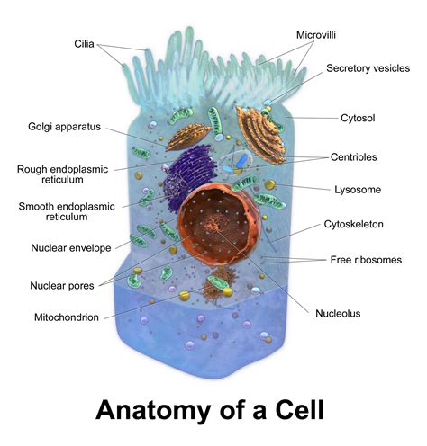 Some eukaryotic cells either have cilia or flagella. Animal Cell Model Diagram Project Parts Structure Labeled ...