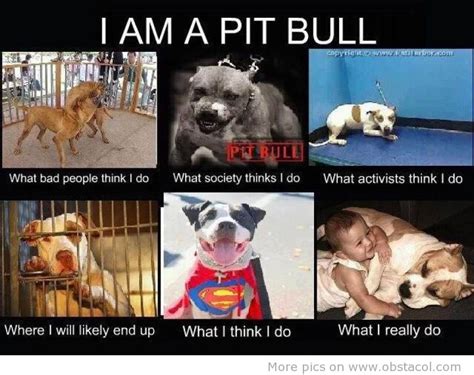 Quotes About Pitbulls Dogs Quotesgram