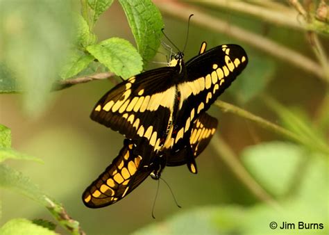 Costa Rica Giant Swallowtail