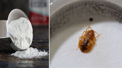 How To Remove Bed Bugs With Baking Soda Youtube