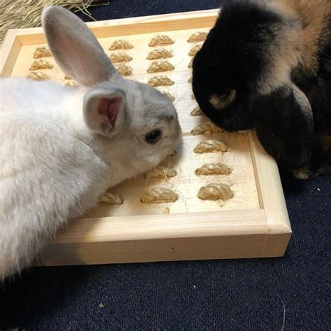 Bunny Rabbit Sisal Digging Box Etsy