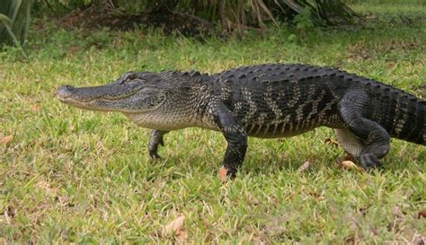 Florida Deer Alligator Poaching Case Described As ‘shocking