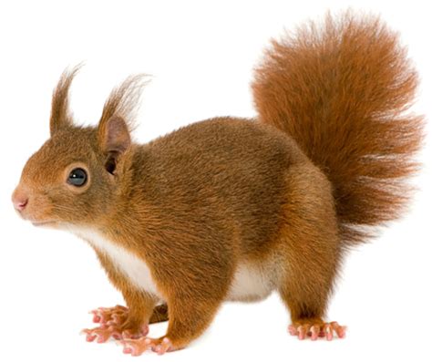 Squirrel Png Transparent Image Download Size 500x419px