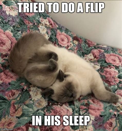 Sleepy Kitty Imgflip