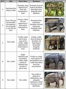 Body Condition Scoring Bcs Index For Asian Elephants Download