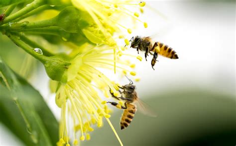 Check spelling or type a new query. An Irish firm on a mission to save the bees | Think Business