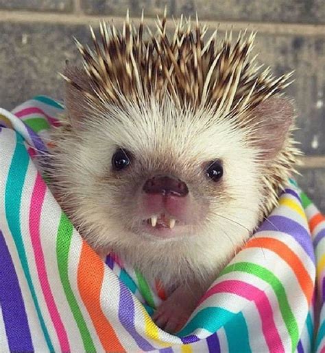 Here Are 15 Of The Cutest Hedgehogs We Could Find Hedgehog Day Pygmy