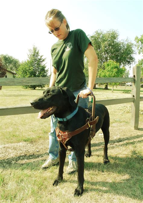 The walkin' wheels wheelchair for dogs uses lightweight aluminum. Service Dogs for America | Mobility Assistance Dogs