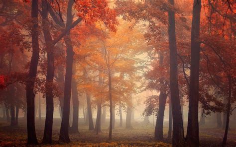 Nature Landscape Mist Trees Fall Leaves Red Park