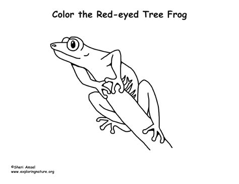 Red Eyed Tree Frog Coloring Page