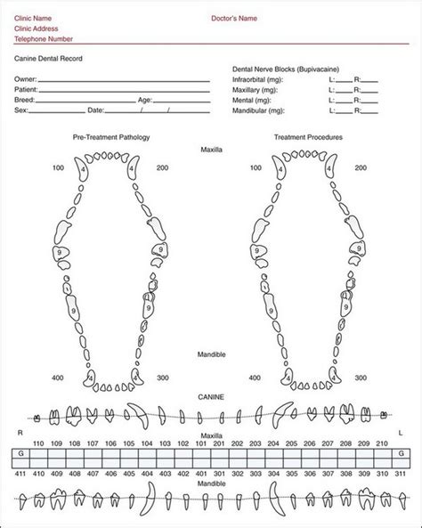 View, download and print feline dental charts pdf template or form online. Dental and Oral Cavity | Veterian Key