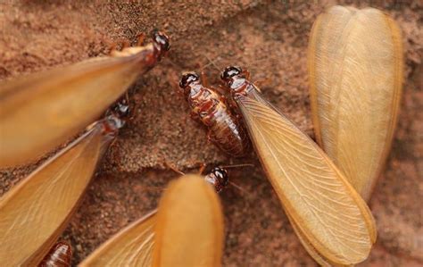 Blog Keeping The Toilsome Termite Out Of Your Woodburn Home