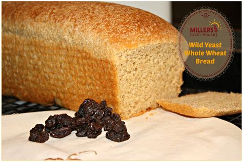 Whole Wheat Bread Made With Wild Yeast Baking Whole Grains
