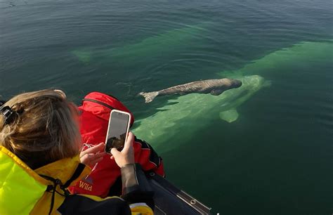 Churchill Wild Beluga Whale Tours Travel Manitoba