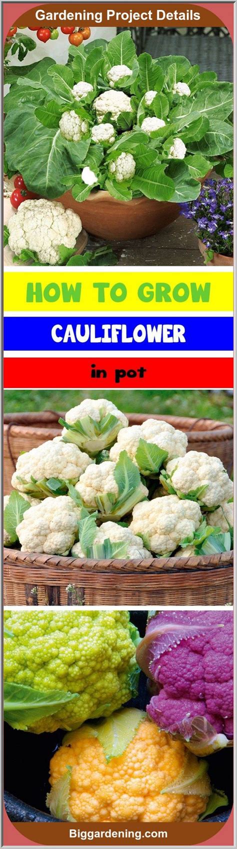 Growing Cauliflower In Containers Big Gardening