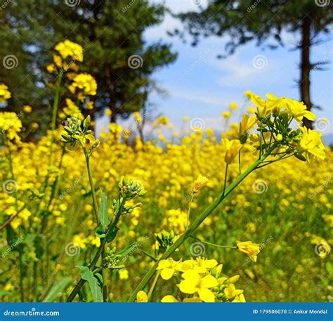 Yellow Mustard Flower In The Field Stock Photo Image Of Plant
