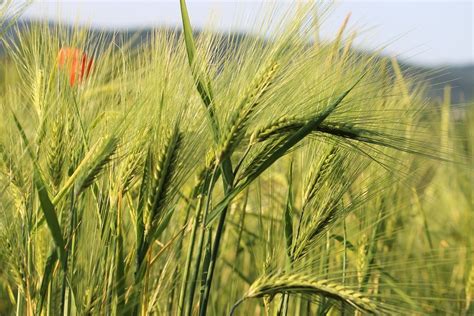 Cornfield Wheat Green Free Photo On Pixabay Pixabay