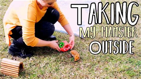Taking My Hamster Outside Hamster Playing Youtube