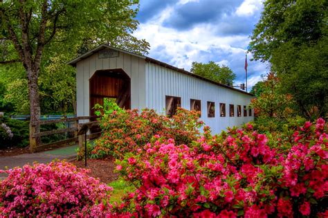 Bridges Covered Bridge Blossom Bridge Bush Flower Man Made Pink