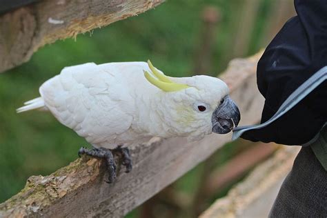 White Parrot Pet Birds Cute Animals Animals