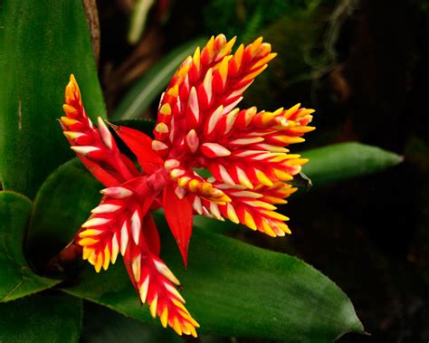 Being naturally high in oil, they can turn rancid. GardensOnline: Aechmea pepita