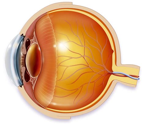 Internal Anatomy Of Eye