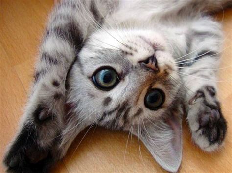 Découvrez vite notre photo de chat drole et mignon. Les chats sont les meilleurs animaux du monde, et voici 9 raisons qui le prouvent par A+B.