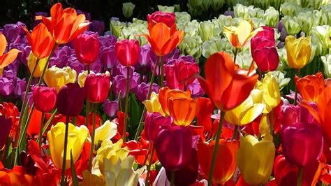 Hd Wallpaper Tulips Park Netherlands Keukenhof Garden Flower