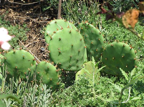 Allow the cutting to dry completely before positioning it in a pot or tray of propagating mix. Prickly Pear Cactus (Opuntia humifusa) in Naperville ...