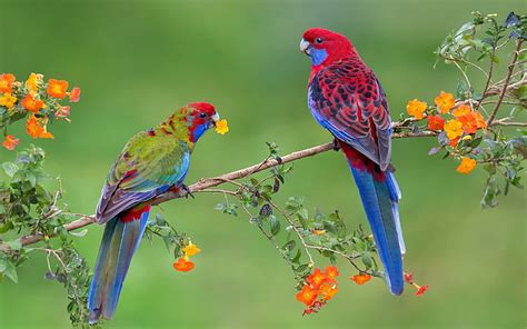 Hd Wallpaper Wallpaper Hd Parrot Couple Branch With Orange Flowers