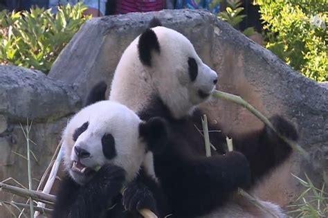 Zoo De Beauval La Femelle Panda Huan Huan Inséminée Artificiellement