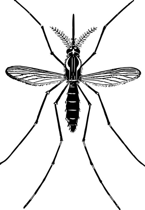 Onlinelabels Clip Art Mosquito 2