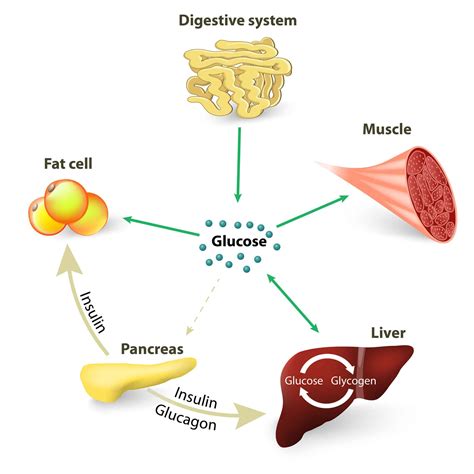 What Can Cause Low Blood Sugar Symptoms And Prevention