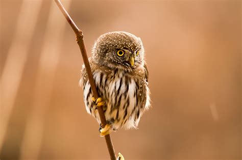 The Northern Pygmy Owl May Be Tiny But Its A Ferocious Hunter With A