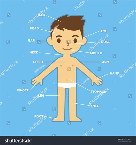 My Body Educational Infographic Chart Kids Stock Vector