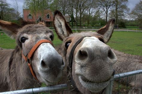Do Donkeys Laugh The Truth About Their Humor The Horses Guide