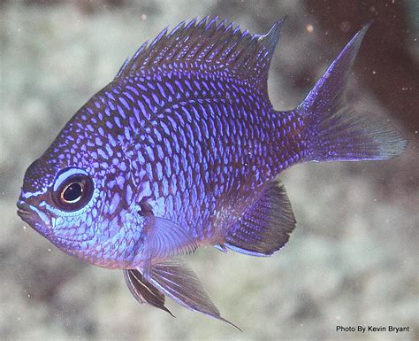 Fish Index Purple Chromis Chromis Scotti
