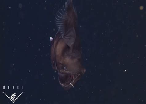 Anglerfish Video Rare Black Seadevil Caught On Camera