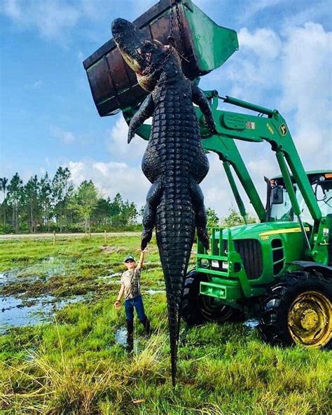 Florida Wild And Free On Instagram “15 Foot 800lbs Gator Caught In