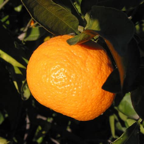 1 2 Year Old Owari Satsuma Orange Tree Lemoncitrustree Since 2004