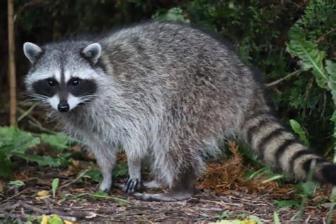 How To Stop Raccoons From Digging Up Your Lawn 7 Effective Methods