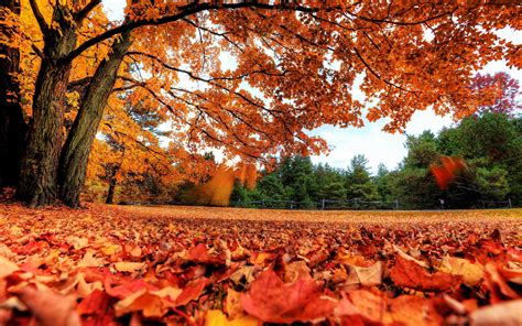 Fall Season Backgrounds 65 Images