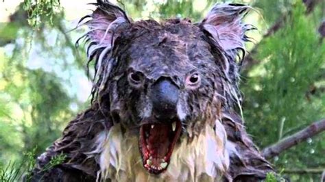 What Are Drop Bears And Why Has One Town Named A Street After Them