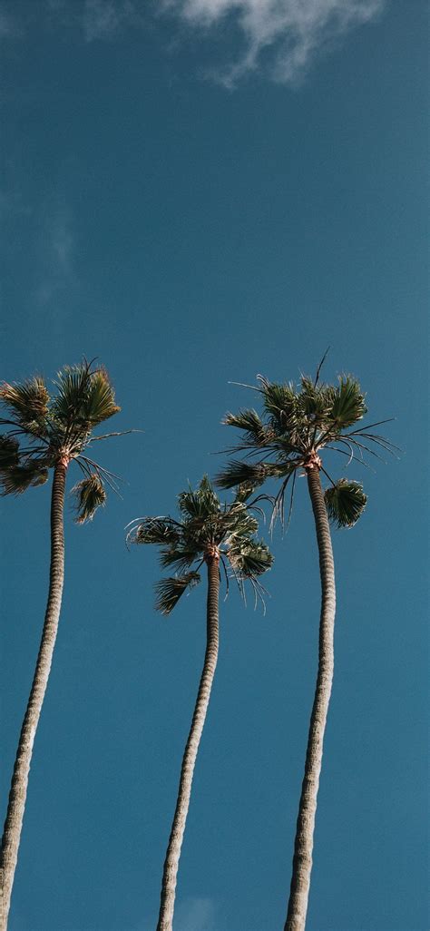 California Palm Trees Iphone Wallpapers On Wallpaperdog