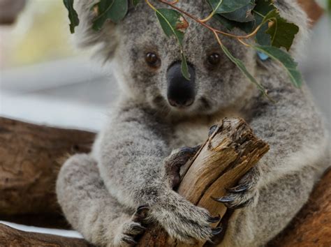 Saving The Koala From Extinction Thevocalminority