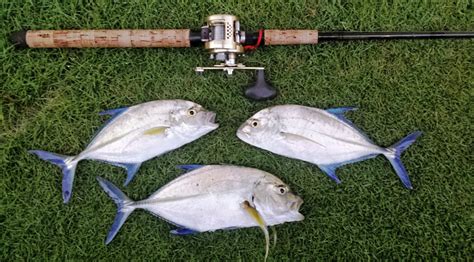 Papio Season Continues In Other Locations Hawaii Nearshore Fishing