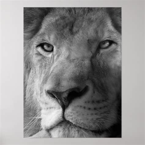 Lion Face Print Zazzle