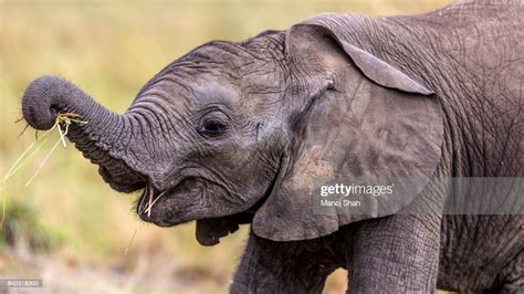 African Elephant Baby High Res Stock Photo Getty Images