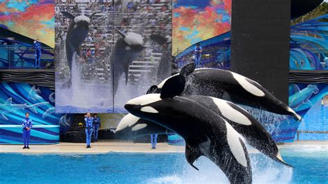 The Dark Truth Behind Killer Whale Shows