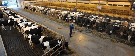 Dairy Farming And Entrepreneurship 2024